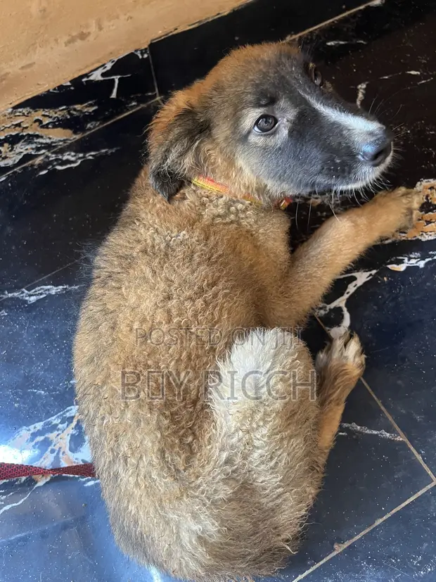 Purebred Female German Shepherd Puppy, 3-6 Months - 1
