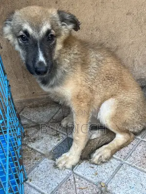 Purebred Female German Shepherd Puppy, 3-6 Months