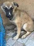 Purebred Female German Shepherd Puppy, 3-6 Months - 2