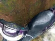 Honda Dio 2024 Purple Scooter - 3
