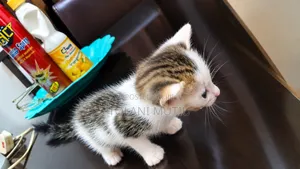 Female Tabby & White Kitten (0-1 Month)