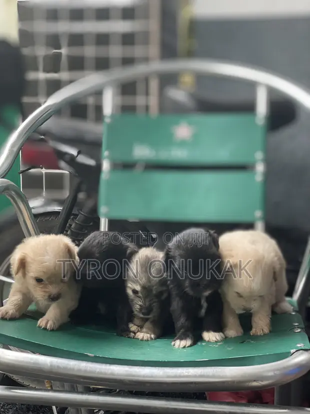 Purebred Lhasa Apso Puppy - 1-3 Months Old - 1