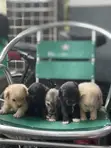 Purebred Lhasa Apso Puppy - 1-3 Months Old - 1