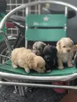 Purebred Lhasa Apso Puppy - 1-3 Months Old - 2