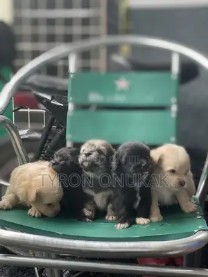 Purebred Lhasa Apso Puppy - 1-3 Months Old