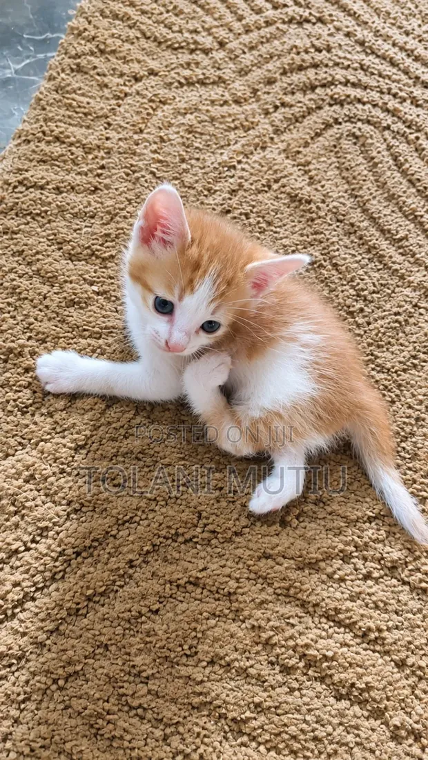 Male Mixed Breed Tabby Kitten (1-3 Months) - Disabled but Active - 1
