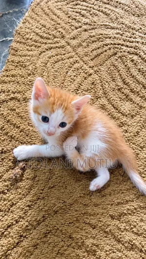 Namijin Katuwar Tabby (Wata 1-3) - Mai Nakasa Amma Mai Aiki