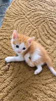 Male Mixed Breed Tabby Kitten (1-3 Months) - Disabled but Active - 2