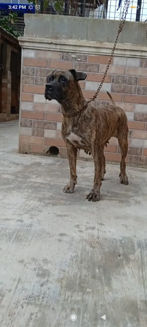 Macefiyar Boerboel Mai Shekara 1+, Zuri'a Daya - 1