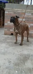 Macefiyar Boerboel Mai Shekara 1+, Zuri'a Daya - 1