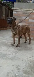 Macefiyar Boerboel Mai Shekara 1+, Zuri'a Daya - 2