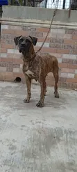 Macefiyar Boerboel Mai Shekara 1+, Zuri'a Daya - 3