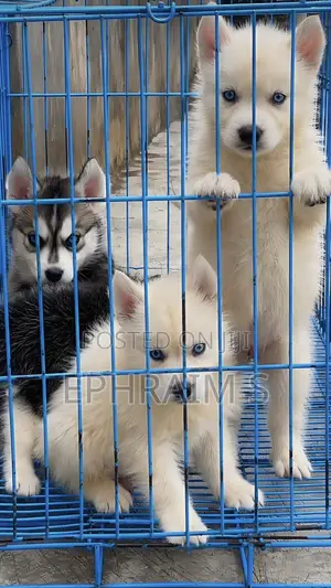 Karengiyar Siberian Husky Mai Tsarki - Mace 'Yar Wata 1-3