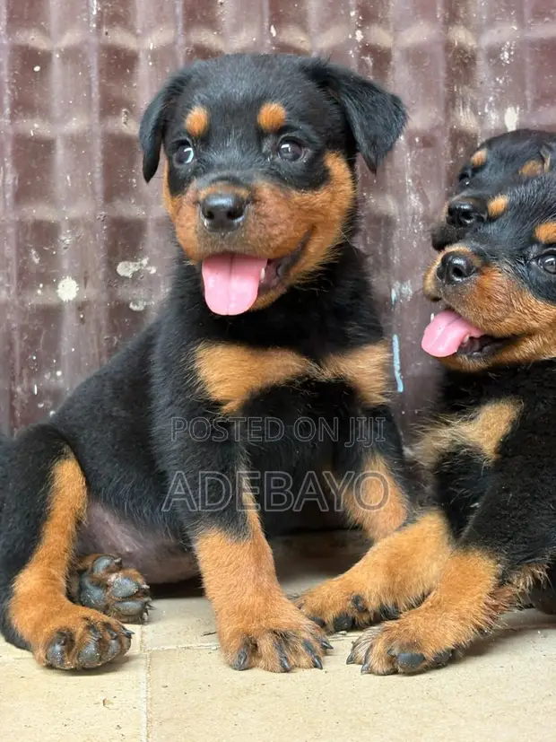 Rottweiler Yar Fim (1-3 Watan) - 1