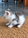 Female Mixed Breed Tabby Kitten (1-3 Months) - 1
