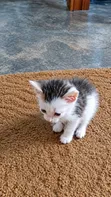 Female Mixed Breed Tabby Kitten (1-3 Months) - 2