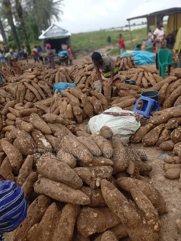 Sweet White Yam - Very Big - 1