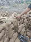Sweet White Yam - Very Big - 3