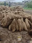 Sweet White Yam - Very Big - 4