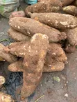 Sweet White Yam - Very Big - 5