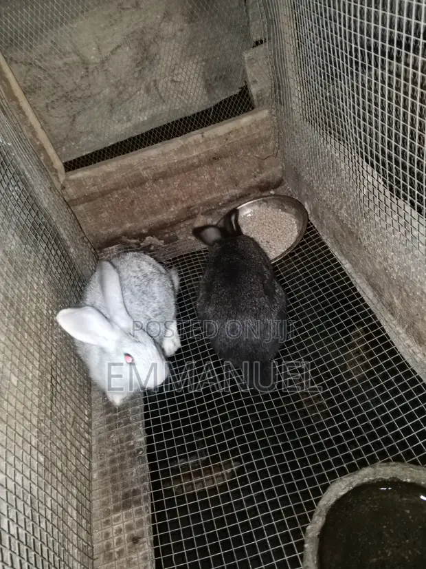 Rabbit Weaners for Sale - 1