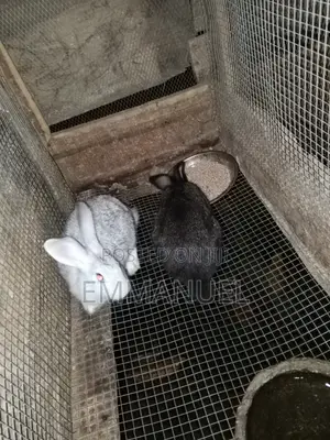 Rabbit Weaners for Sale