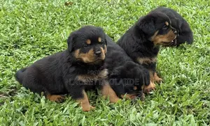 Zuriya Rottweiler Puppy (Wata 1-3)
