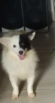 Purebred American Eskimo Puppy - 1-3 Months Old - 2