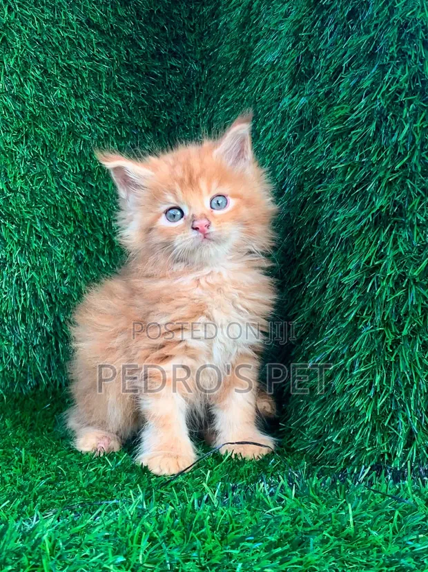 Kare Mai Tsarki na Maine Coon - Watan 1-3 - 1