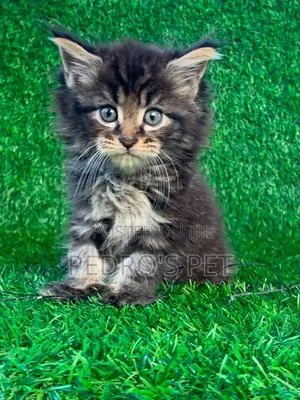 Purebred Maine Coon Kitten - 1-3 Months Old