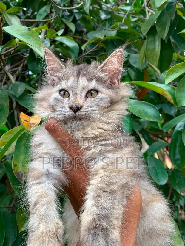 Purebred Maine Coon Kitten - 1-3 Months Female - 1