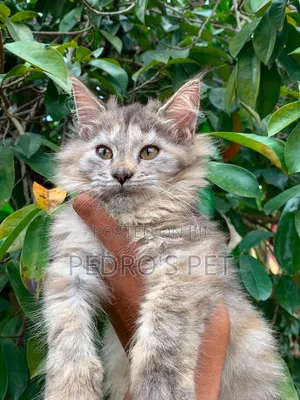 Purebred Maine Coon Kitten - 1-3 Months Female