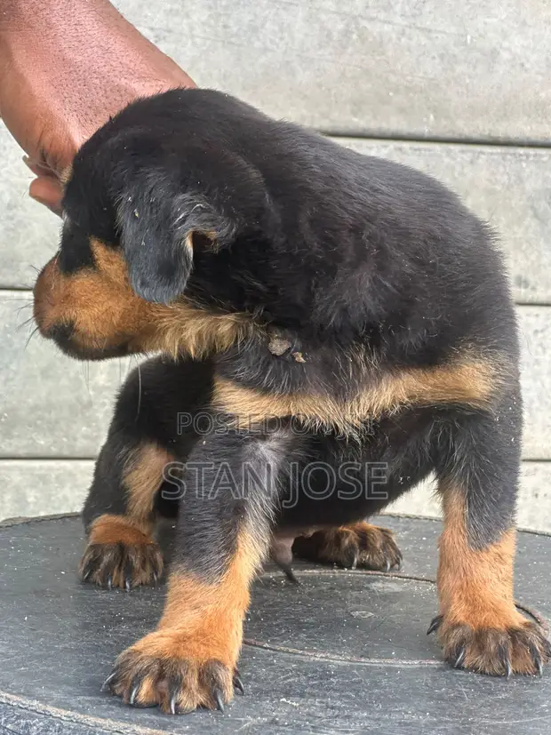 Rottweiler Zuri, Wata 1-3 - 1