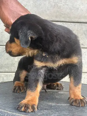 Purebred Rottweiler Puppy, 1-3 Months Old