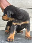Purebred Rottweiler Puppy, 1-3 Months Old - 1
