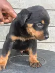 Purebred Rottweiler Puppy, 1-3 Months Old - 2