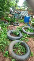 Biogas & Bioelectricity Services by Shigolink Multitech - 2