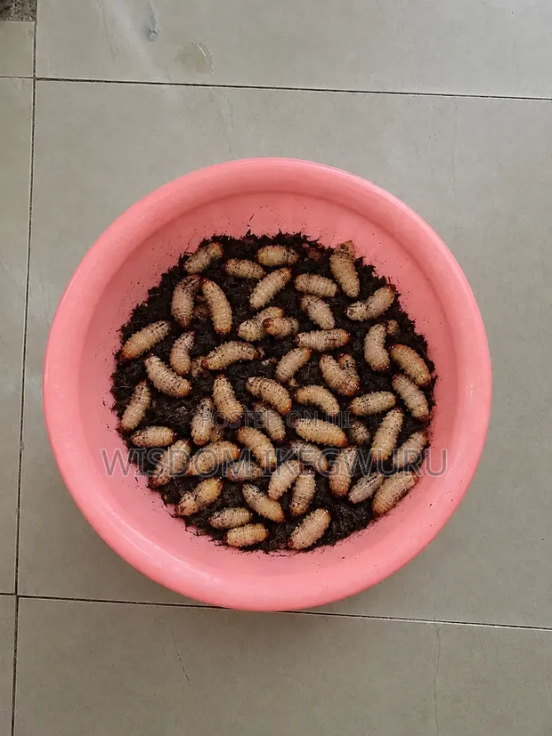 Fresh Bayelsa Palm Weevil Larvae (Live) - Nationwide Delivery - 1
