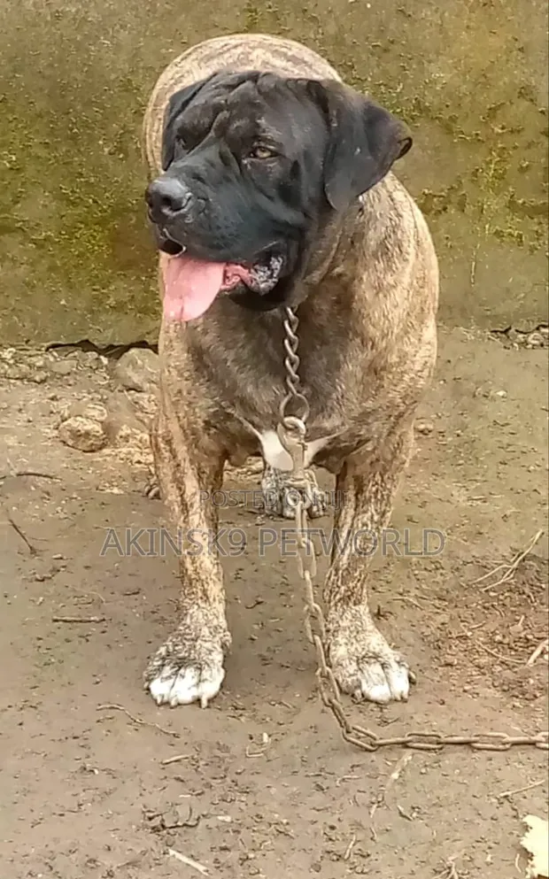 1+ Year Male Purebred Boerboel - 1