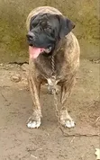1+ Year Male Purebred Boerboel - 1
