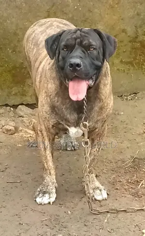 1+ Year Male Purebred Boerboel