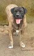 1+ Year Male Purebred Boerboel - 2