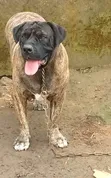 1+ Year Male Purebred Boerboel - 3