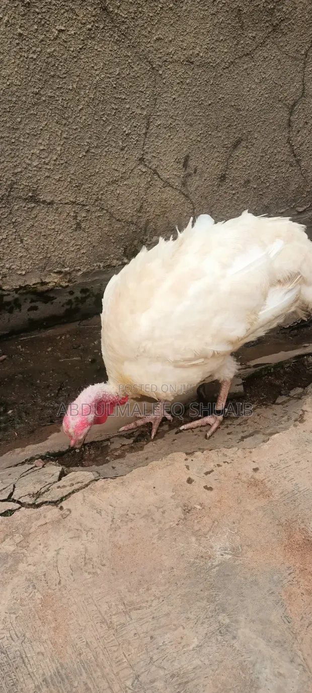 Female Turkeys (7 & 4 Months) and Poults (4 & 5 Weeks) - 1