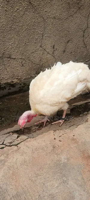 Female Turkeys (7 & 4 Months) and Poults (4 & 5 Weeks)