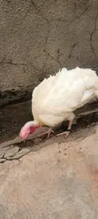 Female Turkeys (7 & 4 Months) and Poults (4 & 5 Weeks) - 1