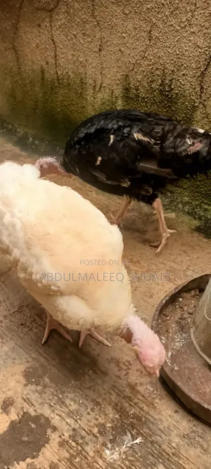 Female Turkeys (7 & 4 Months) and Poults (4 & 5 Weeks)