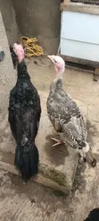 Female Turkeys (7 & 4 Months) and Poults (4 & 5 Weeks) - 3