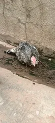 Female Turkeys (7 & 4 Months) and Poults (4 & 5 Weeks) - 4