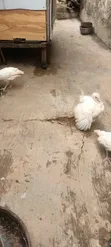 Female Turkeys (7 & 4 Months) and Poults (4 & 5 Weeks) - 5